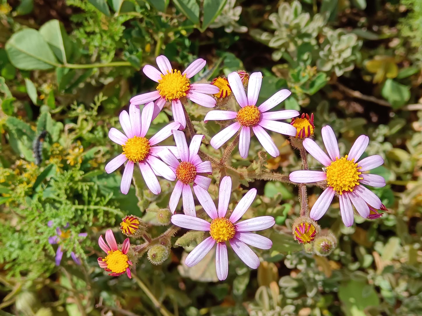 Flowers_2