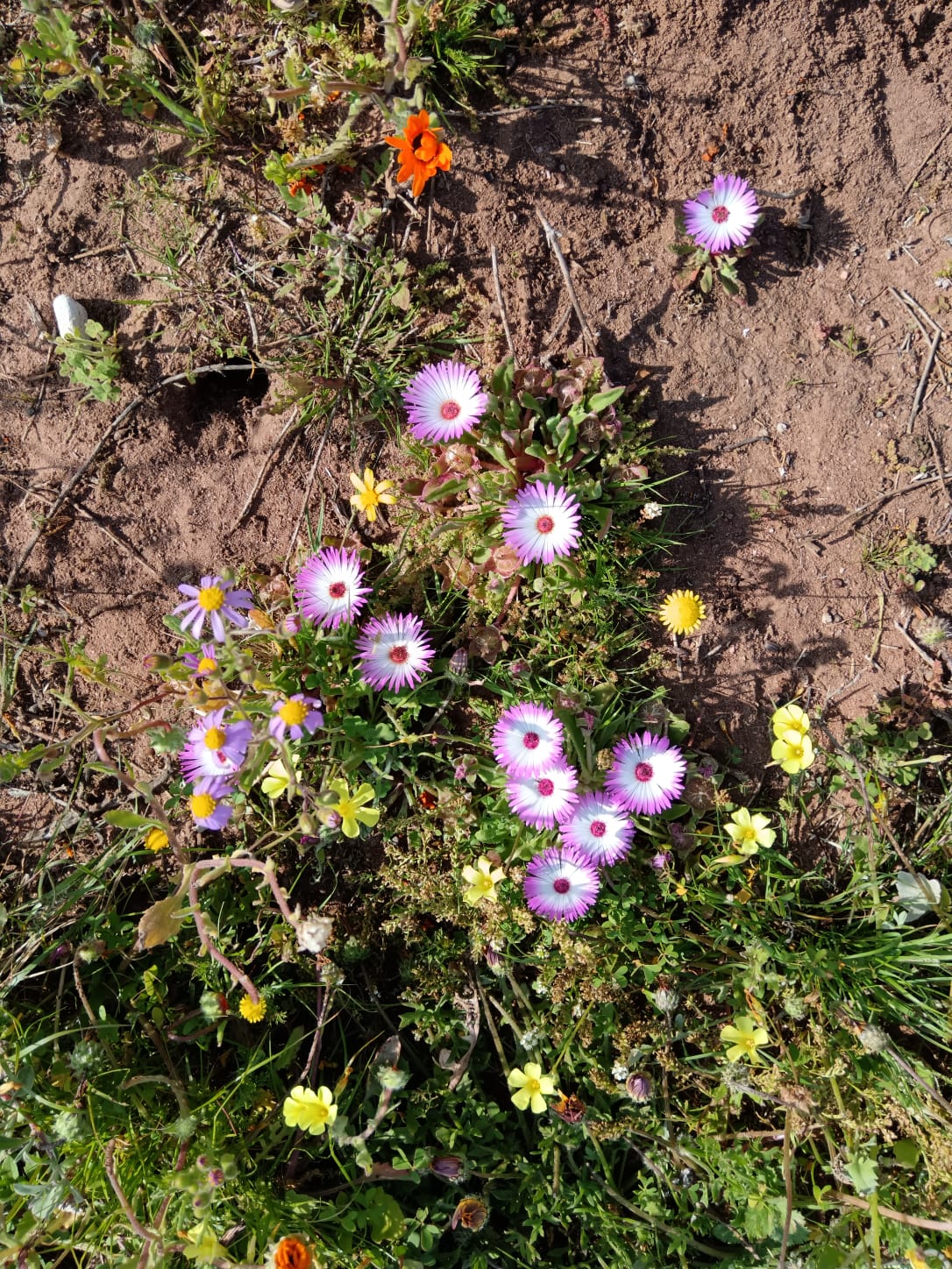 Flowers_6